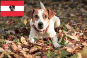 Read more about the article Danish-Swedish Farmdog breeders and puppies in Austria