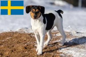 Read more about the article Danish-Swedish Farmdog breeders and puppies in Sweden