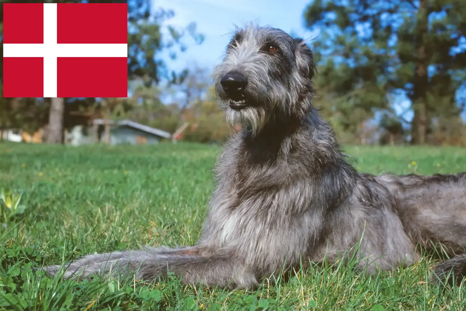 Read more about the article Deerhound breeders and puppies in Denmark