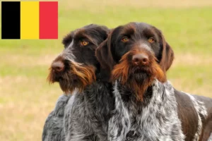 Read more about the article German Wirehair breeders and puppies in Belgium