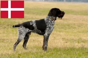 Read more about the article German Wirehair breeders and puppies in Denmark