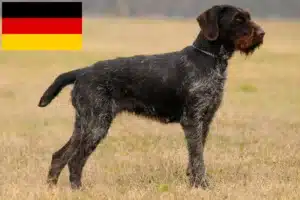 Read more about the article Deutsch Drahthaar breeders and puppies in Germany