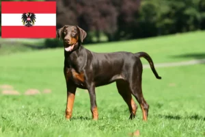 Read more about the article Dobermann breeders and puppies in Austria