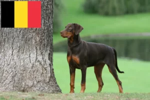Read more about the article Doberman breeders and puppies in Belgium