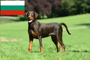 Read more about the article Doberman breeders and puppies in Bulgaria