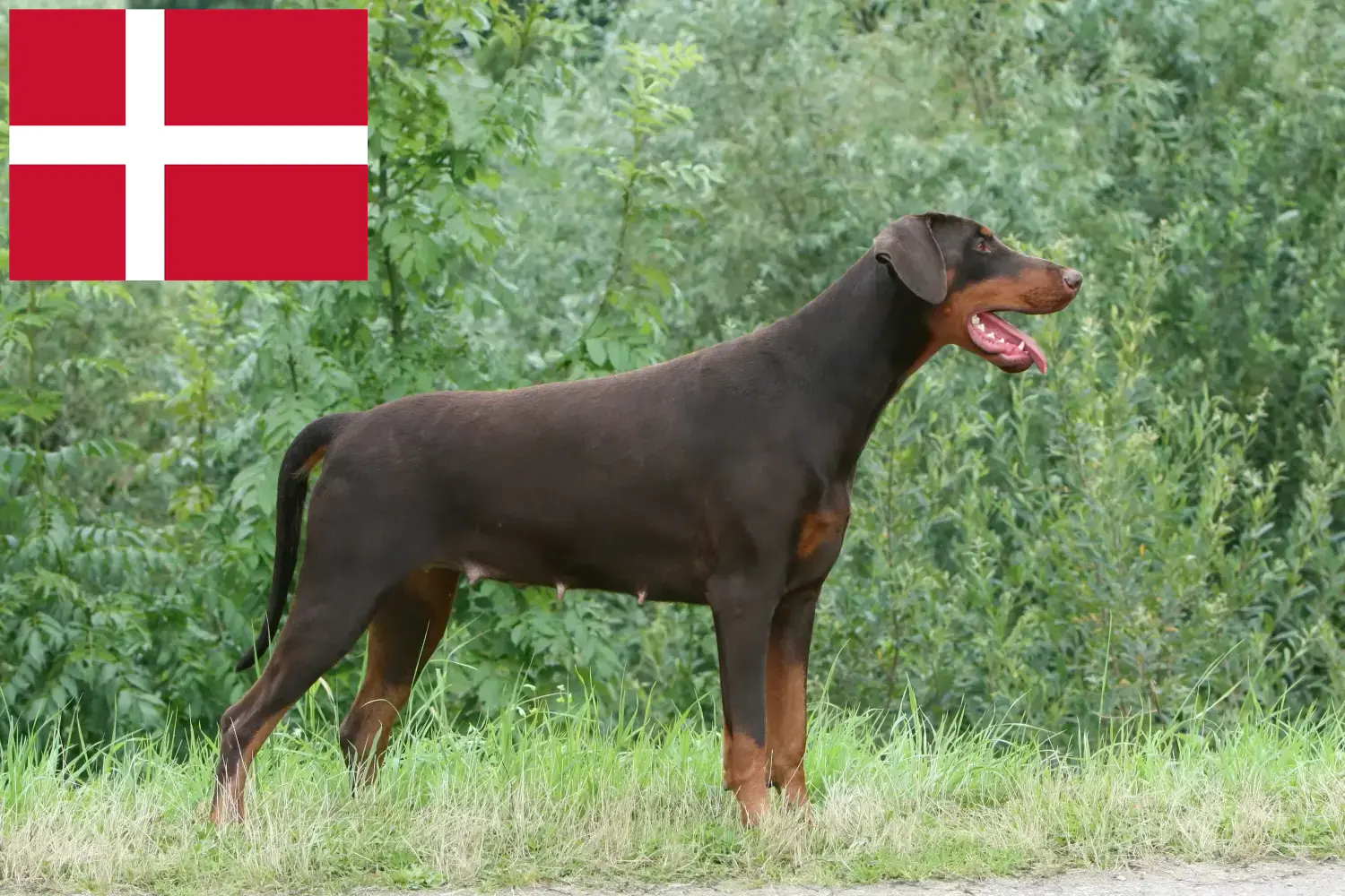 Read more about the article Doberman breeders and puppies in Denmark