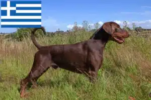 Read more about the article Doberman breeders and puppies in Greece