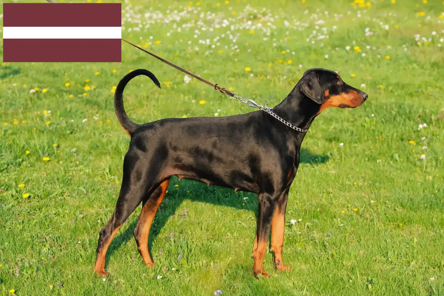 Read more about the article Doberman breeders and puppies in Latvia