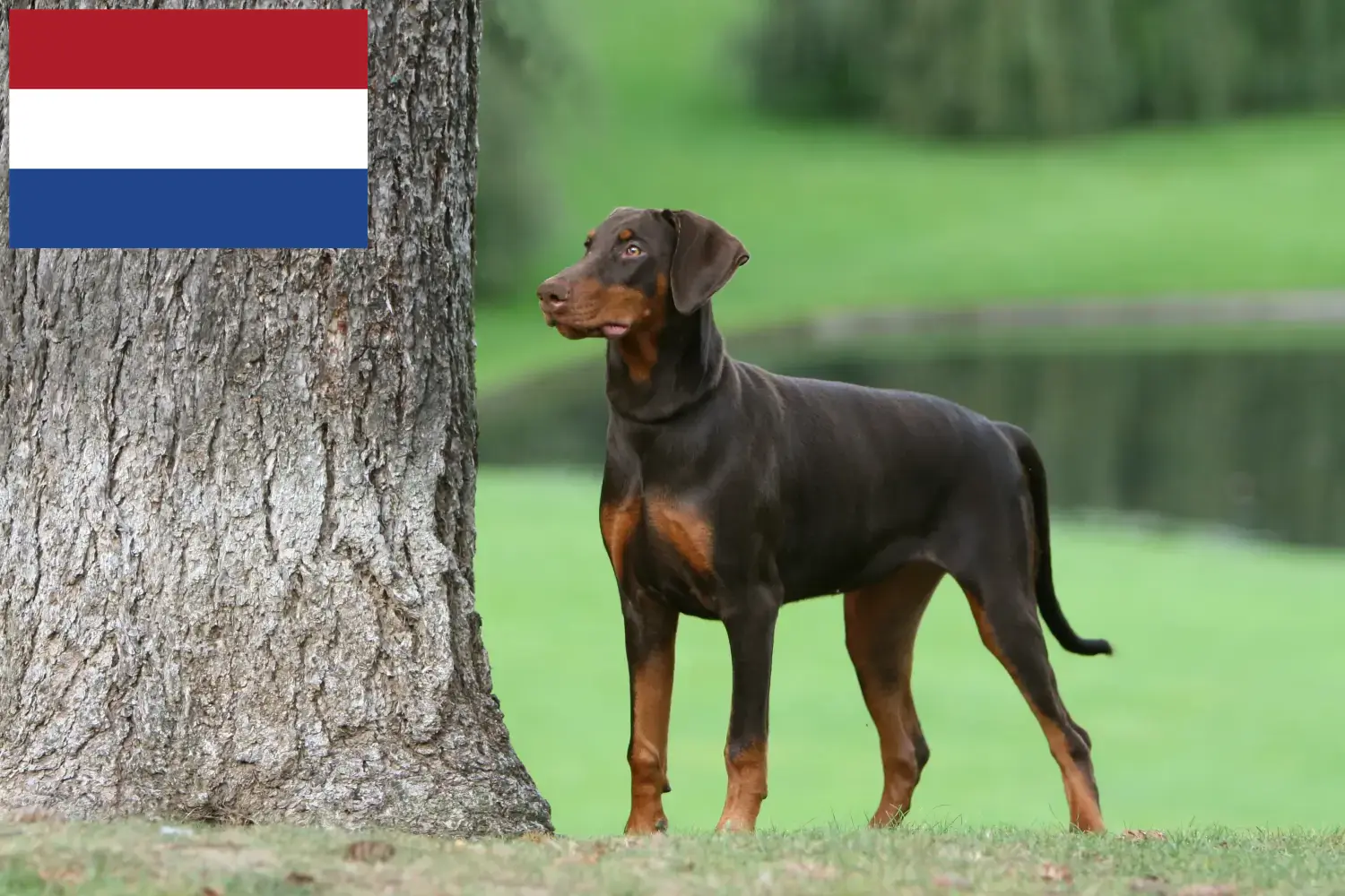 Read more about the article Doberman breeders and puppies in the Netherlands