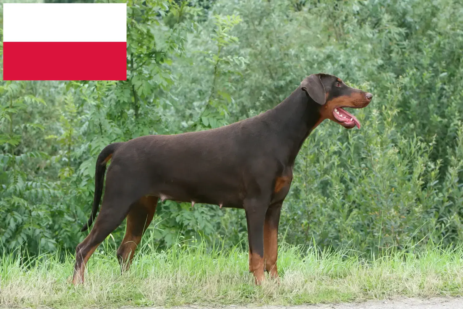 Read more about the article Doberman breeders and puppies in Poland