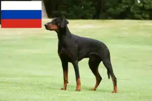 Read more about the article Doberman breeders and puppies in Russia