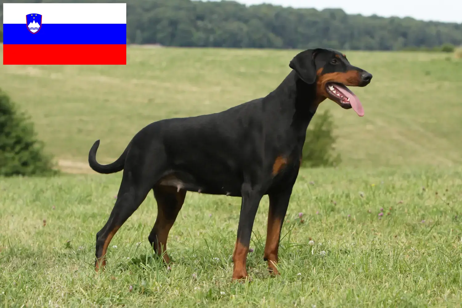 Read more about the article Doberman breeders and puppies in Slovenia