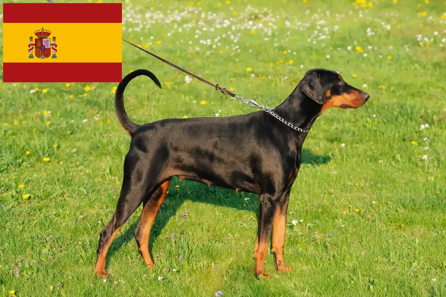 Read more about the article Doberman breeders and puppies in Spain