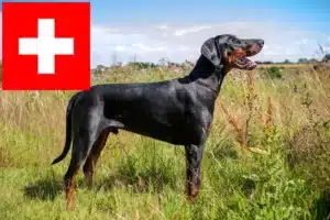 Read more about the article Dobermann breeders and puppies in Switzerland