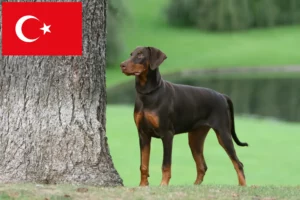 Read more about the article Doberman breeders and puppies in Turkey