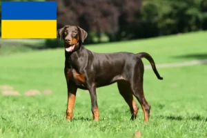 Read more about the article Doberman breeders and puppies in Ukraine