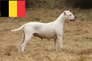 Read more about the article Dogo Argentino breeders and puppies in Belgium