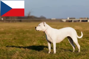 Read more about the article Dogo Argentino breeders and puppies in the Czech Republic