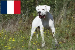 Read more about the article Dogo Argentino breeders and puppies in France