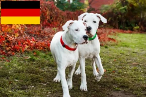 Read more about the article Dogo Argentino breeders and puppies in Germany