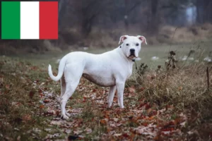 Read more about the article Dogo Argentino breeders and puppies in Italy