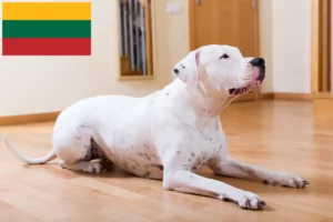 Read more about the article Dogo Argentino breeders and puppies in Lithuania