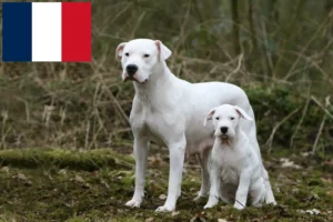 Read more about the article Dogo Argentino breeders and puppies on Réunion