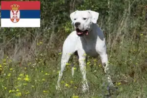 Read more about the article Dogo Argentino breeders and puppies in Serbia