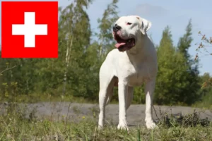 Read more about the article Dogo Argentino breeders and puppies in Switzerland