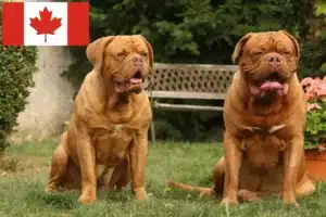 Read more about the article Dogue de Bordeaux breeders and puppies in Canada