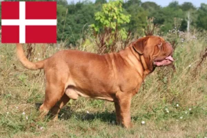 Read more about the article Dogue de Bordeaux breeders and puppies in Denmark