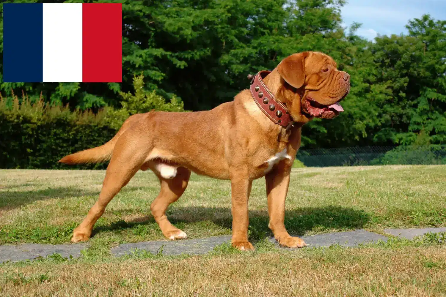 Read more about the article Dogue de Bordeaux breeders and puppies in France