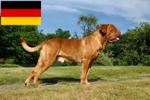 Read more about the article Dogue de Bordeaux breeders and puppies in Germany