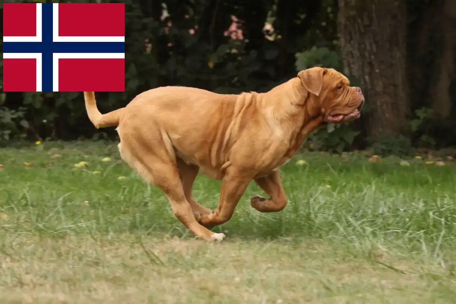 Read more about the article Dogue de Bordeaux breeders and puppies in Norway