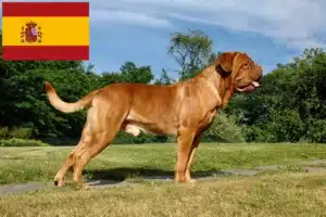 Read more about the article Dogue de Bordeaux breeders and puppies in Spain