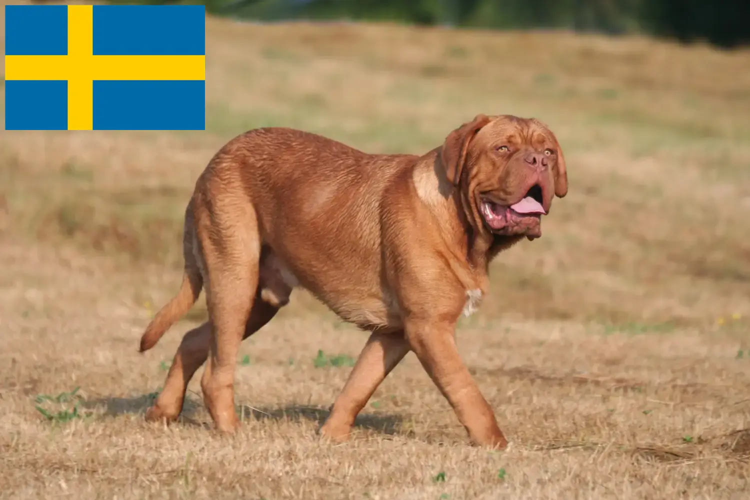 Read more about the article Dogue de Bordeaux breeders and puppies in Sweden