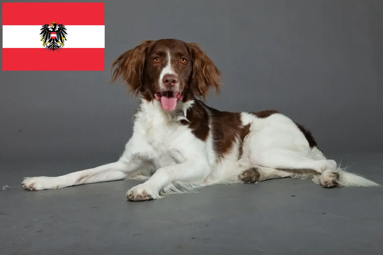 Read more about the article Drentse Patrijshond breeders and puppies in Austria