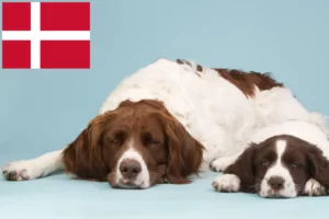 Read more about the article Drentse Patrijshond breeders and puppies in Denmark