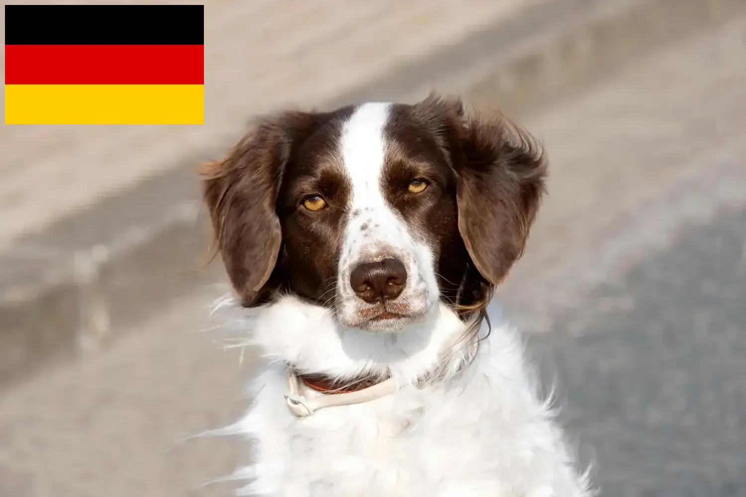 Read more about the article Drentse Patrijshond breeders and puppies in Germany