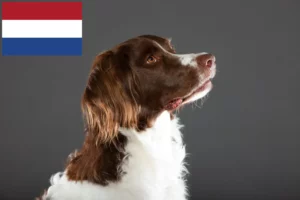 Read more about the article Drentse Patrijshond breeders and puppies in the Netherlands