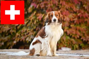 Read more about the article Dutch Kooikerhondje breeders and puppies in Switzerland