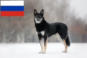 Read more about the article Eastern European Shepherd Dog Breeder and Puppies in Russia