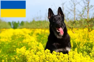 Read more about the article Eastern European Shepherd Dog Breeder and Puppies in Ukraine
