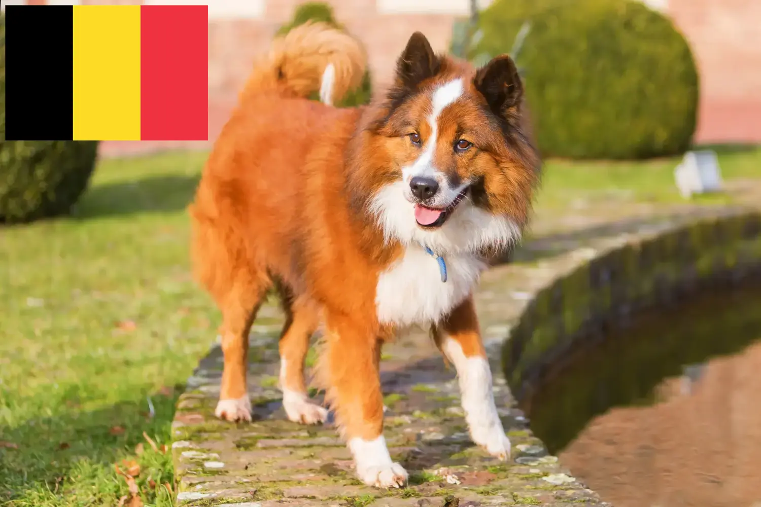 Read more about the article Elo breeders and puppies in Belgium