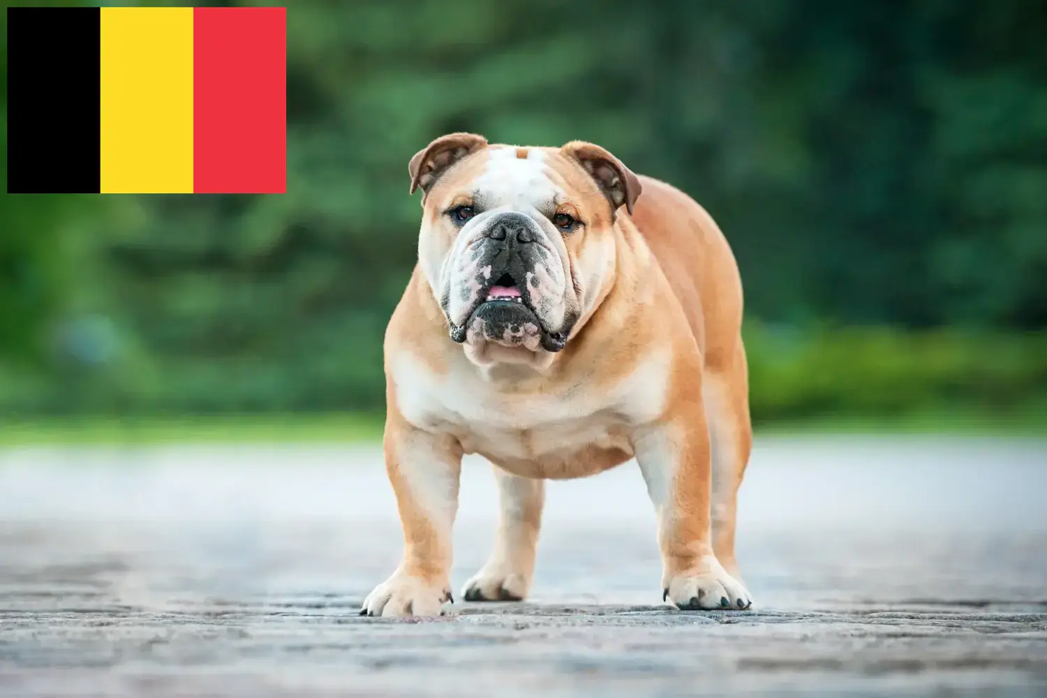 Read more about the article English Bulldog breeders and puppies in Belgium