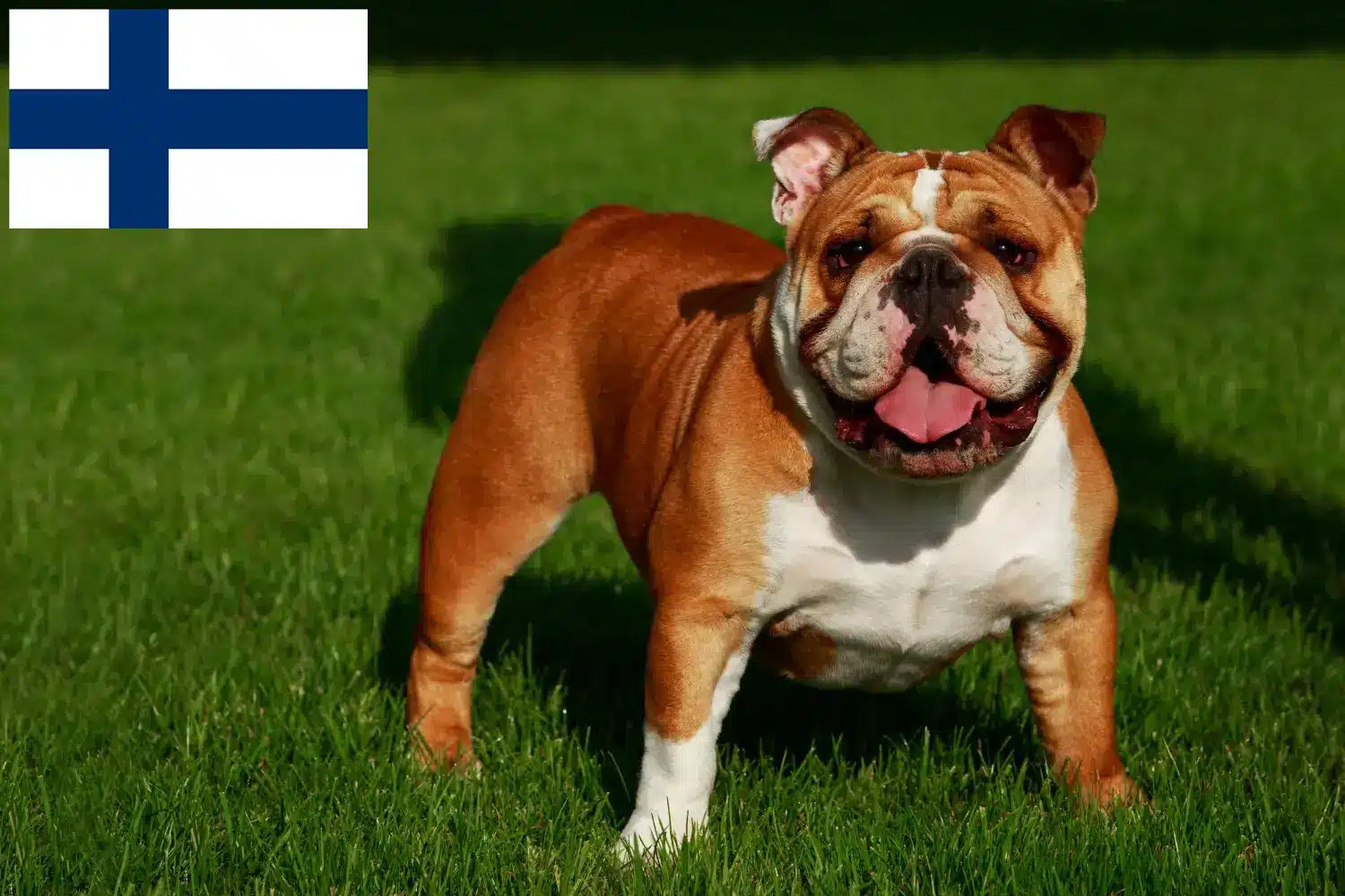 Read more about the article English Bulldog breeders and puppies in Finland