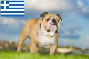 Read more about the article English Bulldog breeders and puppies in Greece