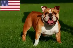 Read more about the article English Bulldog breeders and puppies in the USA