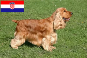 Read more about the article English Cocker Spaniel breeders and puppies in Croatia