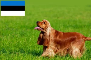 Read more about the article English Cocker Spaniel breeders and puppies in Estonia